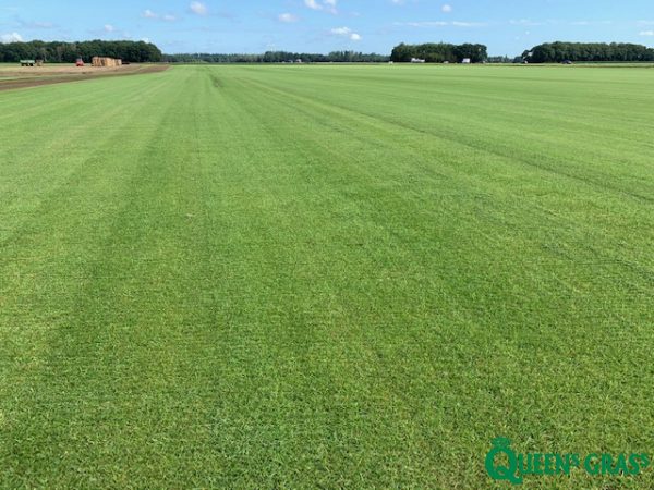 John Schmitz Hoveniers Assen - Queens grass veld
